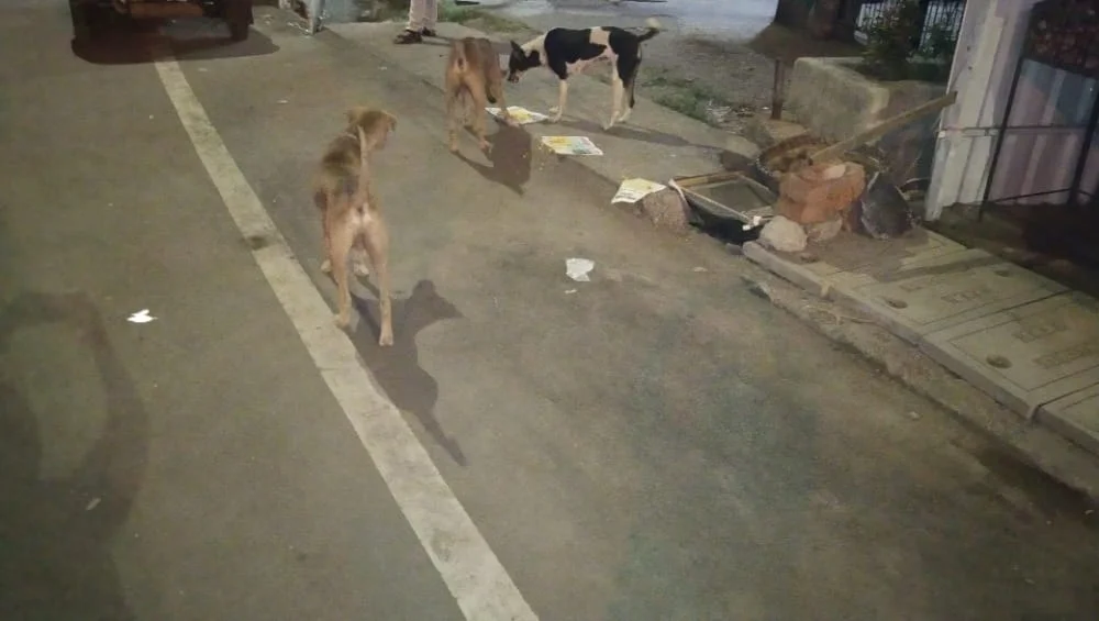 Dog Food Donation Drive