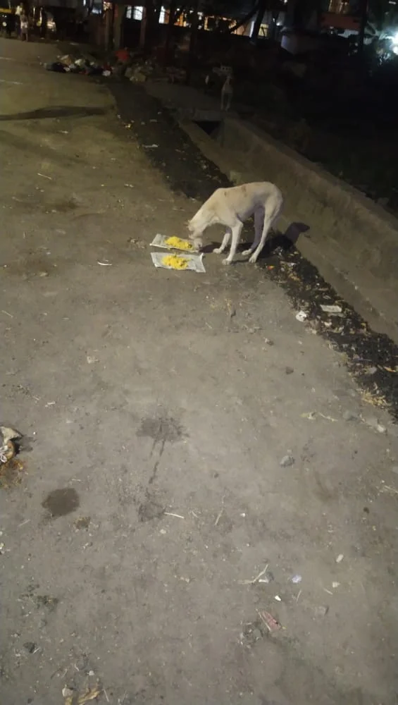 Dog Food Donation Drive